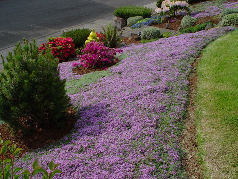 STEPABLES.COM - Plants that tolerate foot traffic