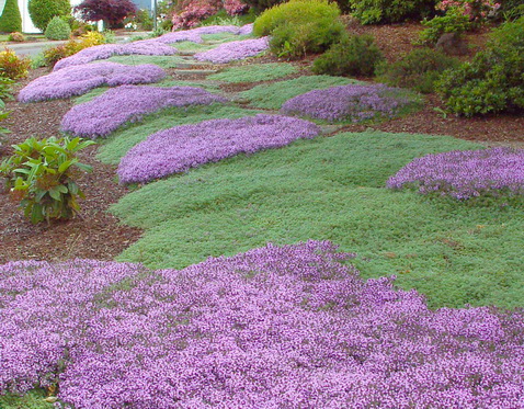 Woolly Thyme, Thymus lanuginosus