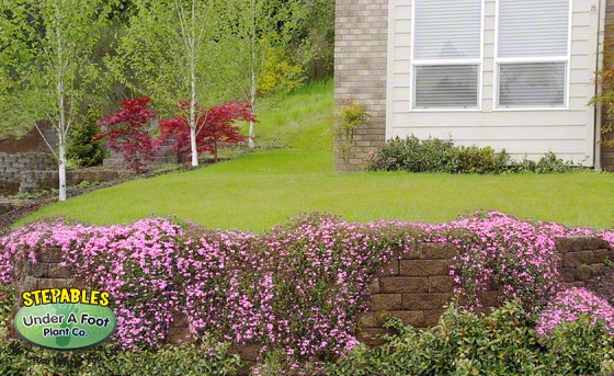 Gypsophila repens 'Rosea' Creeping Baby's Breath