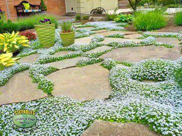 steppable ground cover