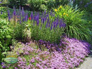 STEPABLES Wooly Thyme with perennials20163604